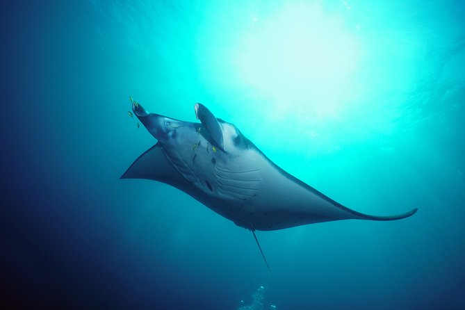 Snorkelling with Manta Rays at Nusa Penida and Lembongan - Getting equipped for the water