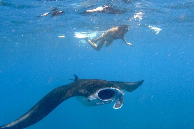Swim with Manta Rays: Snorkeling Day Trip from Bali - A manta-ray day from Kuta, with a very early start