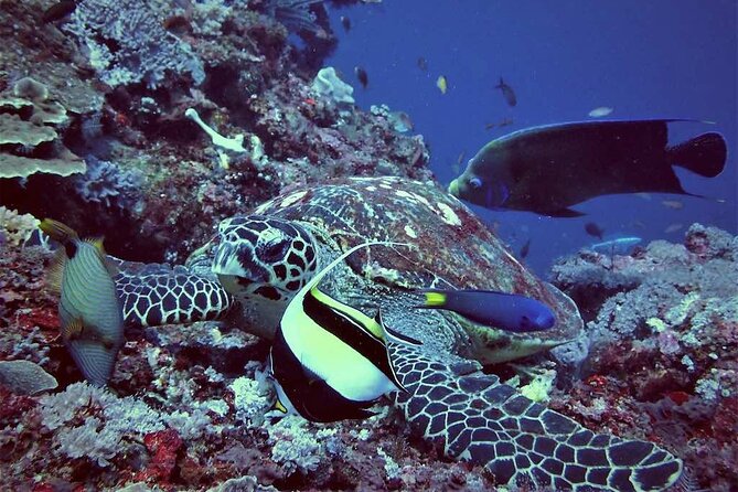 Swim with Manta Rays: Snorkeling Day Trip from Bali - Manta Bay: the big wildlife moment