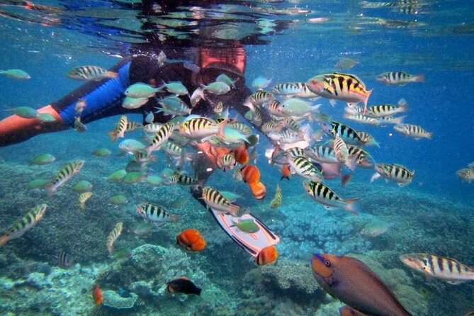 Swim with Manta Rays: Snorkeling Day Trip from Bali - Conditions, safety, and the crowded-site question