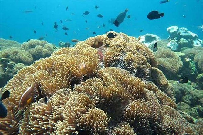 Tour Gate of Heaven at Lempuyang Temple - Blue Lagoon Snorkeling with lunch - The role of the driver