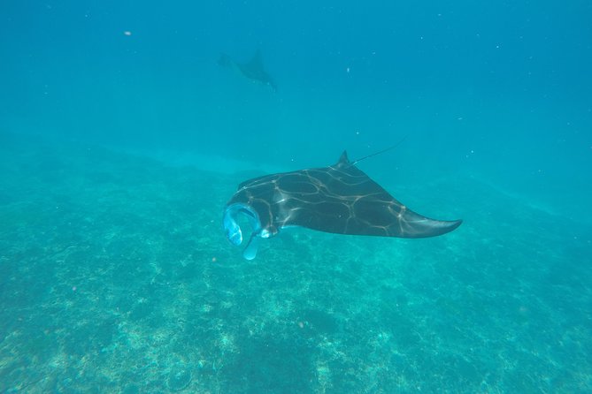 Try Diving in Manta Point - Nusa Penida - Why beginners choose Manta Point