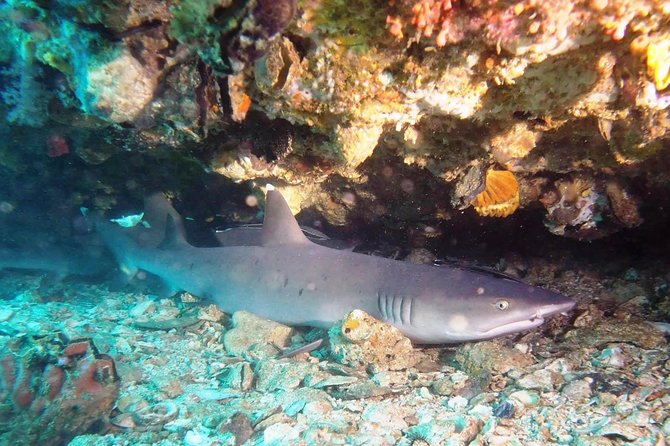 Try Scuba Diving at Padang Bai - Is $99.60 a fair price?