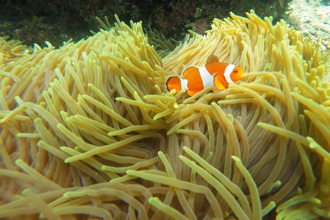 Try Scuba Diving at Padang Bai - Who should book this Padangbai experience?