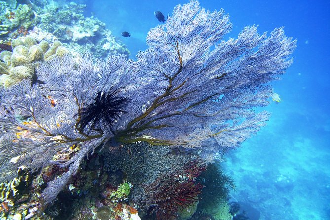 Try Scuba Diving at Tulamben Shipwreck - First descent at the Liberty wreck