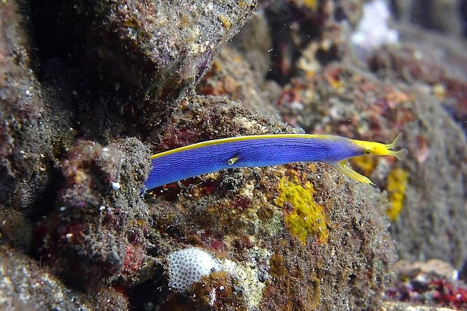 Try Scuba Diving at Tulamben Shipwreck - Lunch beside the beach, then a second look