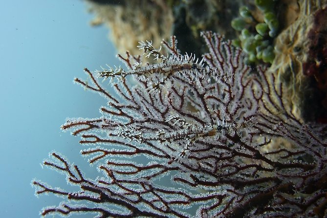 Try Scuba Diving at Tulamben Shipwreck - Who will get the most from this experience