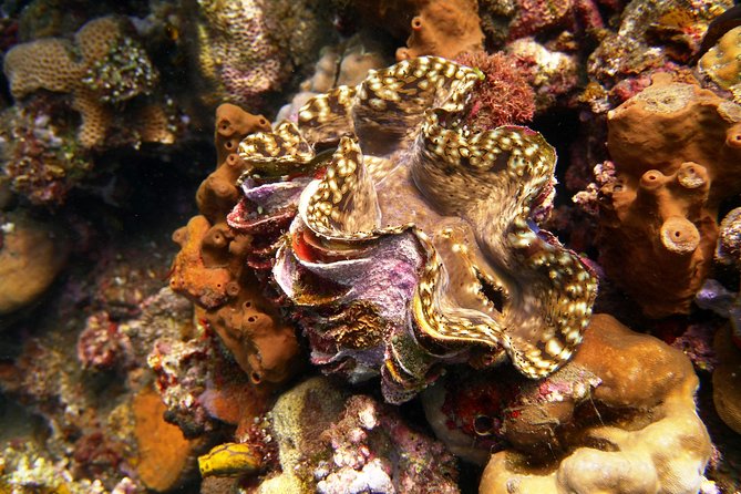 Try Scuba Diving at Tulamben Shipwreck - Small practical details that make the day easier