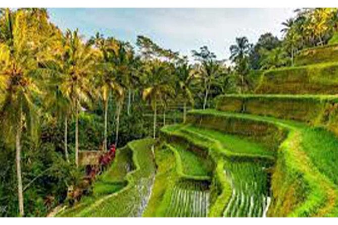 Ubud ATV Quad Bike, Monkey Forest and Rice Terrace - Mud, jungle, and riverbeds on the Ubud ATV ride