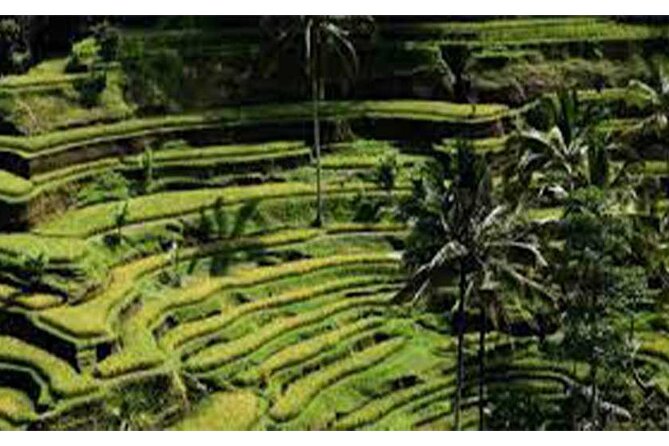 Ubud ATV Quad Bike, Monkey Forest and Rice Terrace - Walking beneath the trees at Sacred Monkey Forest