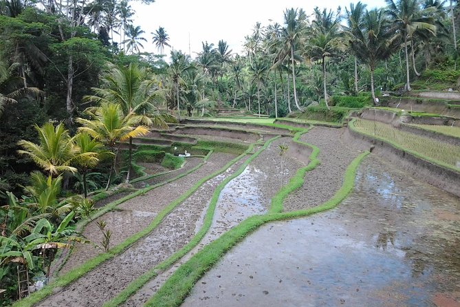 Ubud Customized Private Tour - Tegenungan Waterfall requires a stair decision