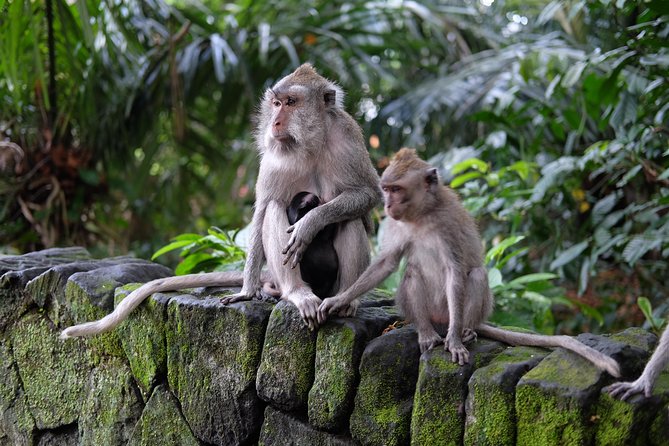 Ubud Experience ; Swing, Waterfalls, Art Market, Rice Terrace - Why this Ubud route works for a first visit