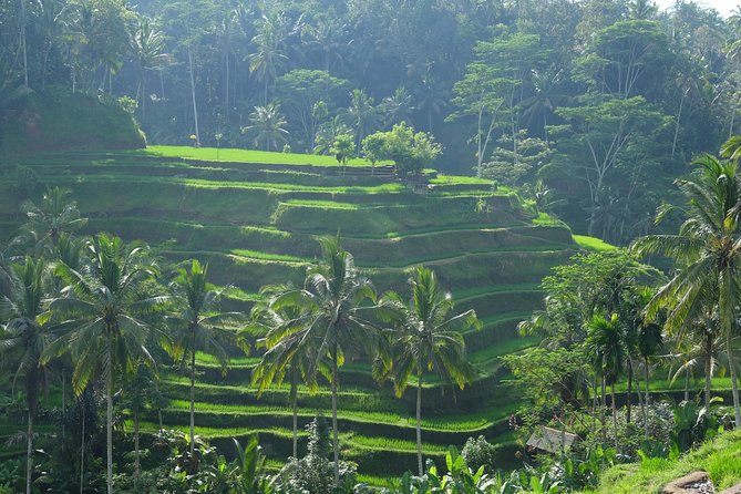 Ubud Experience ; Swing, Waterfalls, Art Market, Rice Terrace - Kumulilir and the Bali swing
