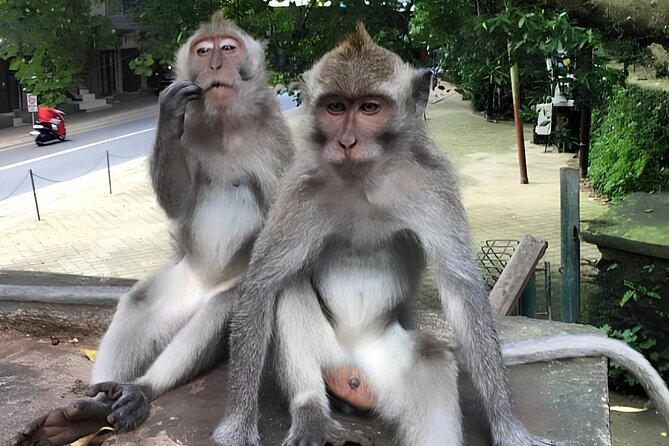 Ubud Highlights Rice Terraces, Temple, Waterfall & Monkeys forest - What the driver-guide adds to the day