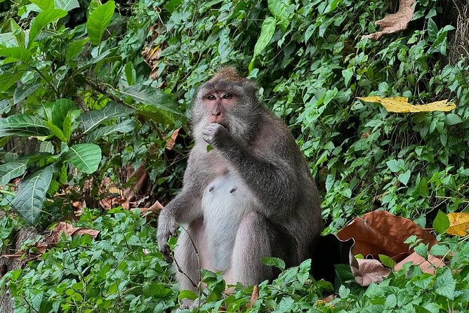 Ubud Monkey Forest - Rice Terrace - Jungle Swing - Water Temple - A full day from Kuta into Ubud