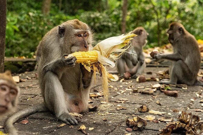 Ubud Monkey Forest - Rice Terrace - Jungle Swing - Water Temple - Tegalalang Rice Terrace: farming shaped into dramatic curves