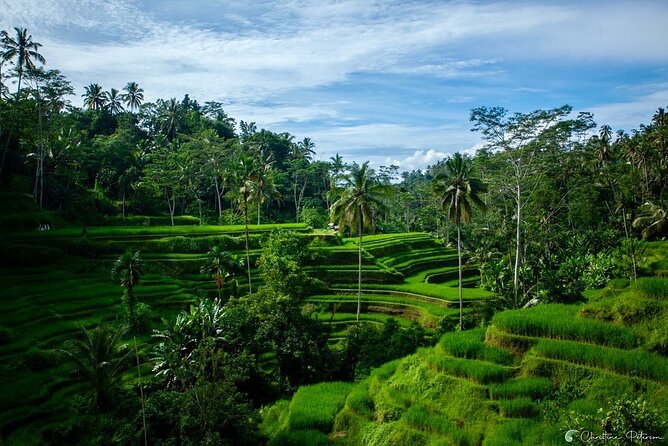 Ubud Monkey Forest - Rice Terrace - Jungle Swing - Water Temple - Tegenungan Waterfall: a chance to cool off