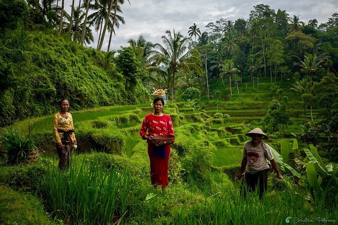 Ubud Monkey Forest - Rice Terrace - Jungle Swing - Water Temple - The private format and guide quality