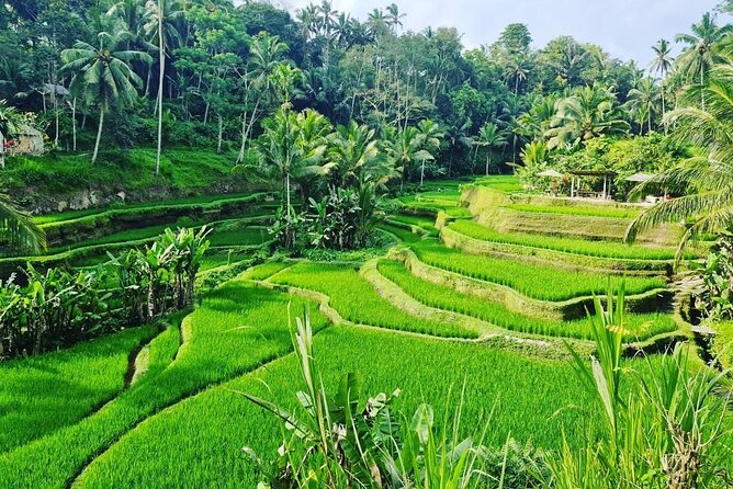 Ubud Monkey Forest - Rice Terrace - Jungle Swing - Water Temple - Who should book this day?