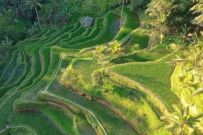 Ubud: Swing - Monkey Forest - Waterfall - Temple - Rice Terraces - Art Crafts - My Swing Bali: a photo stop with an extra charge
