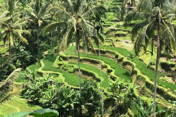 Ubud Temples, Waterfalls, Rice Terraces & Balinese Culture - Reaching Tukad Cepung Waterfall