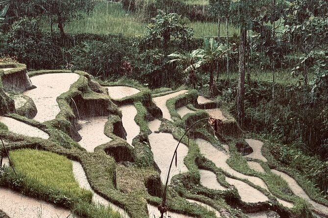 Ubud Top Tours to Discover Bali’s Cultural and Natural Wonders - The day at a glance