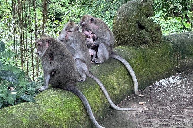 Ubud Top Tours to Discover Bali’s Cultural and Natural Wonders - Why this private Ubud day works well