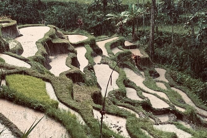 Ubud Top Tours to Discover Bali’s Cultural and Natural Wonders - Walking through the Sacred Monkey Forest