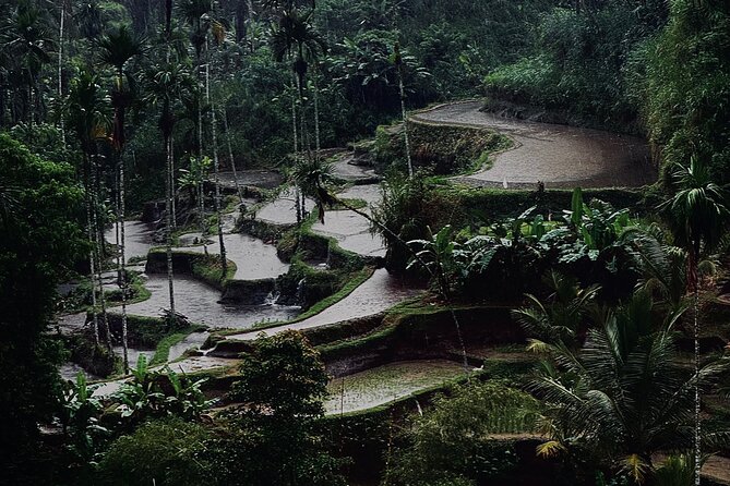 Ubud Top Tours to Discover Bali’s Cultural and Natural Wonders - Seeing Pakudui’s Tegalalang rice terraces