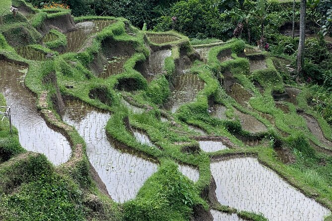 Ubud Top Tours to Discover Bali’s Cultural and Natural Wonders - Understanding Tirta Empul’s purification ritual