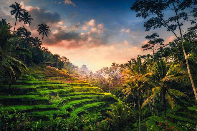 Ubud waterfall, rice terraces, and swing explore - Tegalalang rice terraces: a short walk through working scenery