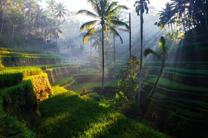 Ubud waterfall, rice terraces, and swing explore - Balinese coffee adds a local touch