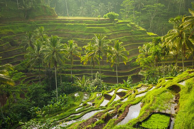 Ubud waterfall, rice terraces, and swing explore - Why private transport makes this easier