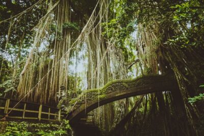 Ultimate Ubud Experience All Inclusive Private Day Tour
